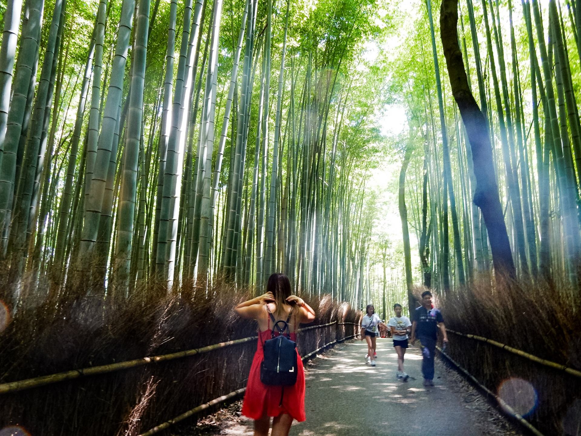 The Magic of Japan Ancient Traditions and Modern Wonders