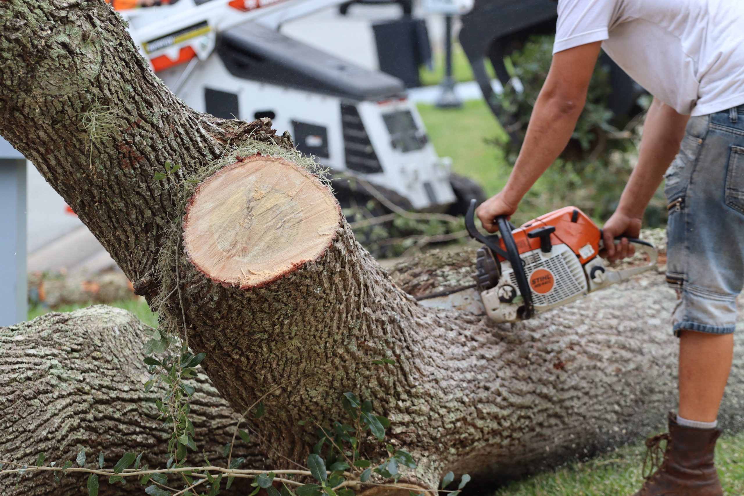 Sapling Solutions: Your Tree Removal Service Partner